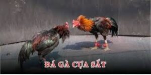 Đá Gà Cựa Sắt – Trò Chơi Giải Trí Đình Đám Nhất Tại 68Win