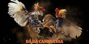 Đá Gà Campuchia – Cá cược Online với nhiều trận đấu cam go